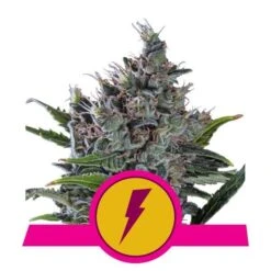 North Thunderfuck - Feminised - Royal Queen Seeds