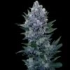 Northern Light Automatic - Feminised - Royal Queen Seeds -Uitgelichte Plantenzaadwinkel northern light automatic 1 asc