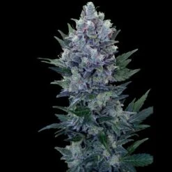 Northern Light Automatic - Feminised - Royal Queen Seeds