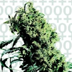 Northern Lights #5 X Haze - Feminised - Sensi Seeds
