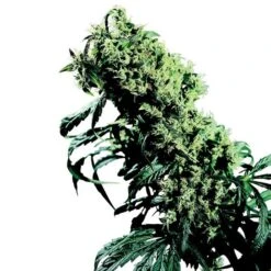 Northern Lights #5 X Haze - Regular - Sensi Seeds