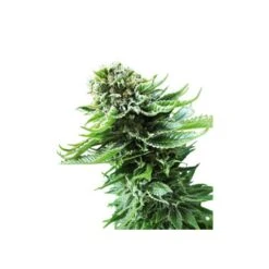 Northern Lights Automatic - Feminised - Sensi Seeds