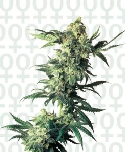 Northern Lights - Feminised - Sensi Seeds