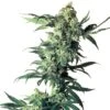 Northern Lights - Regular - Sensi Seeds -Uitgelichte Plantenzaadwinkel northern lights xl