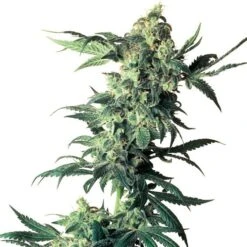 Northern Lights - Regular - Sensi Seeds