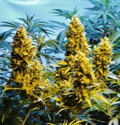 AUTO Northern Hog - 5PACK - Feminised - T.H.Seeds