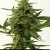 Northern Haze Express - 5PACK - Feminised - Positronics -Uitgelichte Plantenzaadwinkel nothern haze express positronics seeds