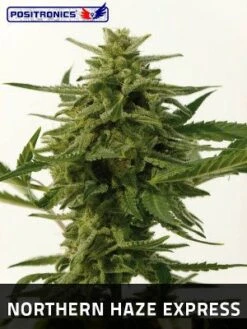 Northern Haze Express - 5PACK - Feminised - Positronics