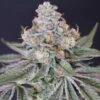 Now N Melon - 6-pack - Feminised - Karma Genetics -Uitgelichte Plantenzaadwinkel now n melon karma genetics female cannabis seeds 1