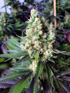 NYC Diesel - Regular - Soma's Seeds