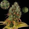 ODV Sour - 10PACK - Lady Sativa Genetics -Uitgelichte Plantenzaadwinkel odv sour cannabis seed lady sativa 1