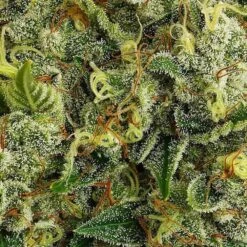 ODV Sour - 10PACK - Lady Sativa Genetics -Uitgelichte Plantenzaadwinkel odv sour regular cannabis seed lady sativa