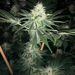 ODV Sour - 10PACK - Lady Sativa Genetics -Uitgelichte Plantenzaadwinkel odv sour regular cannabis seeds lady sativa