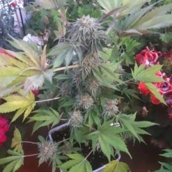 Off Road - 10-pack - Regular - The Original Big Buddha Family Farms