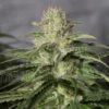 OG Kush CBD - 5pack - Feminised - MedicalSeeds