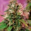 OG Kush - 5PACK - Feminised - CBD Crew -Uitgelichte Plantenzaadwinkel og kush feminized cbd crew