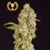 OG Reek'n - 5PACK - Feminised - Devil's Harvest 2 OG Reek'n - 5PACK - Feminised - Devil's Harvest -Uitgelichte Plantenzaadwinkel og reekn by the devils harvest seeds 1