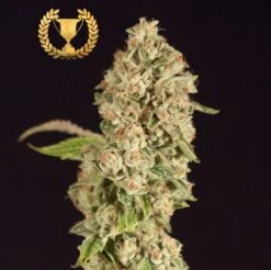 OG Reek'n - 5PACK - Feminised - Devil's Harvest