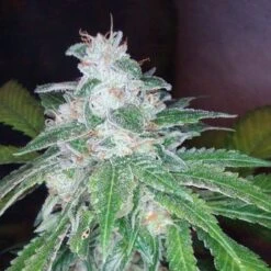 The OG #18 - Feminised - Reserva Privada