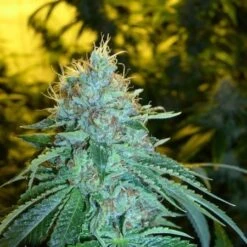 The OG #18 - Feminised - Reserva Privada -Uitgelichte Plantenzaadwinkel og18 grande