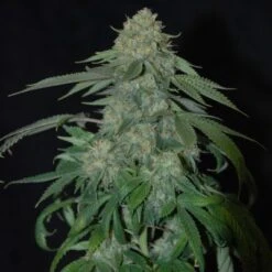 OG Kush - Feminised - Reserva Privada -Uitgelichte Plantenzaadwinkel og kush 4 grande