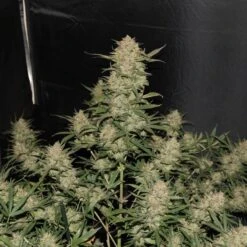 OG Kush Auto - 5-pack - Feminised - Fast Buds Seeds