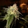 OG Kush - Feminised - Reserva Privada -Uitgelichte Plantenzaadwinkel og kush grande