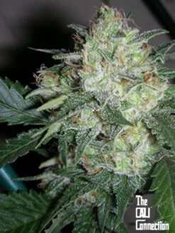 Ogiesel - Feminised - Cali Connection