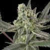 Old School - 5-pack - Feminised - Ripper Seeds -Uitgelichte Plantenzaadwinkel old school feminized cannabis seeds