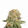 Orange Bud - 5-pack - Feminised - Nirvana Seeds 2 Orange Bud - 5-pack - Feminised - Nirvana Seeds -Uitgelichte Plantenzaadwinkel orange bud nirvana seeds 1