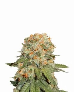 Orange Bud - 5-pack - Feminised - Nirvana Seeds