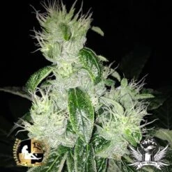 ODV3 - 10PACK - Regular - Lady Sativa Genetics