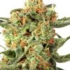 Orange Hill Special - Regular - Dutch Passion -Uitgelichte Plantenzaadwinkel orange hill special feminized cannabis seeds 1 1