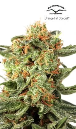 Orange Hill Special - Regular - Dutch Passion