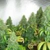 Orange Hill Special - Feminised - Dutch Passion -Uitgelichte Plantenzaadwinkel orange hill special feminized cannabis seeds 2