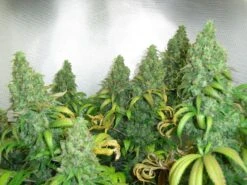 Orange Hill Special - Feminised - Dutch Passion