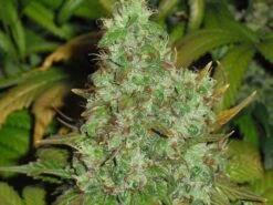 Orange Hill Special - Regular - Dutch Passion -Uitgelichte Plantenzaadwinkel orange hill special feminized cannabis seeds 3 1