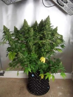 Orange Hill Special - Feminised - Dutch Passion -Uitgelichte Plantenzaadwinkel orange hill special feminized cannabis seeds 4