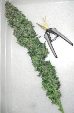 Orange Hill Special - Feminised - Dutch Passion -Uitgelichte Plantenzaadwinkel orange hill special feminized cannabis seeds 6