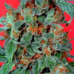 Orange Bud - Feminised - Dutch Passion