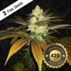 Orange Sicle - 5-pack - Feminised - T.H.Seeds -Uitgelichte Plantenzaadwinkel orangesicle bud 3 free seeds 420 bigger