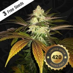 Orange Sicle - 5-pack - Feminised - T.H.Seeds