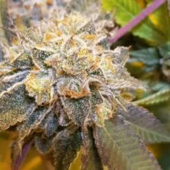 Original Cheese - 5-pack - Feminised - The Original Big Buddha Family Farms -Uitgelichte Plantenzaadwinkel original cheese regular cannabis seeds the big budha family farms seeds 1