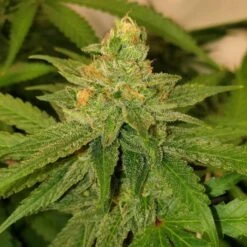 Original Cheese - 5-pack - Feminised - The Original Big Buddha Family Farms -Uitgelichte Plantenzaadwinkel original cheese regular weed seeds the big budha family farms seeds 1