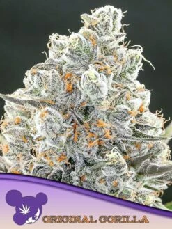 Original Gorilla #4 - Feminised - Anesia Seeds