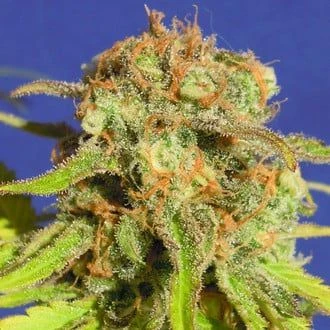 Bruce Banner #3 Auto - 5-pack - Feminised - Original Sensible Seeds 3 Bruce Banner #3 Auto - 5-pack - Feminised - Original Sensible Seeds