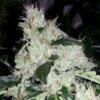 Original White Widow (IBL) - Feminised - Paradise Seeds 1 Original White Widow (IBL) - Feminised - Paradise Seeds -Uitgelichte Plantenzaadwinkel original white widow paradise seeds
