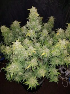 Original Auto Amnesia Haze - Feminised - Fast Buds Seeds