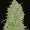 Original Jack Herer Auto - 5-pack - Feminised - Fast Buds Seeds -Uitgelichte Plantenzaadwinkel original auto jack herer 3 1
