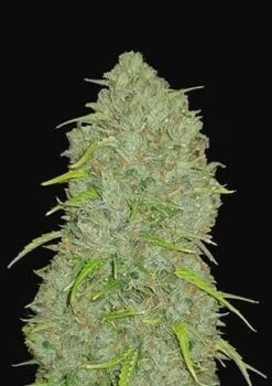 Original Jack Herer Auto - 5-pack - Feminised - Fast Buds Seeds
